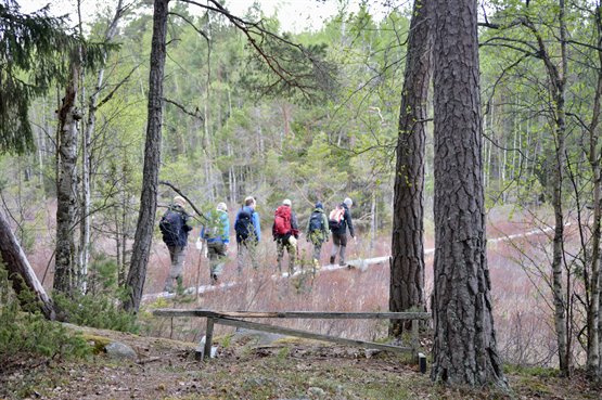 Grupp vandrar på spång över myr i skogen.
