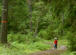 Barn vandrar längs stig i skogen.