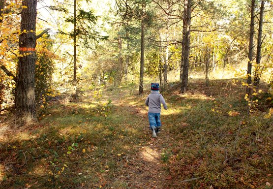 Litet barn på vandringsled i skogen