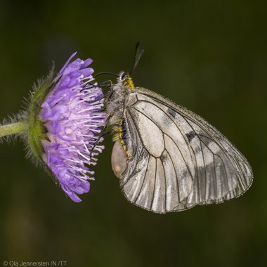 Mnemosynefjäril (Papilio mnemosyne) Roslagen 
Foto: (C) Ola Jennersten, /N, /WWF /TT