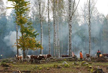 En björkskog med kor och några personer. Det ryker som av brandrök.