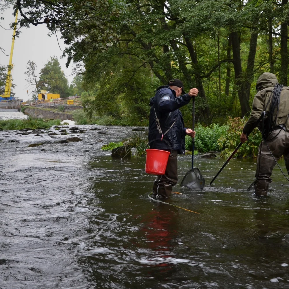 Två personer elfiskar i ett vattendrag.