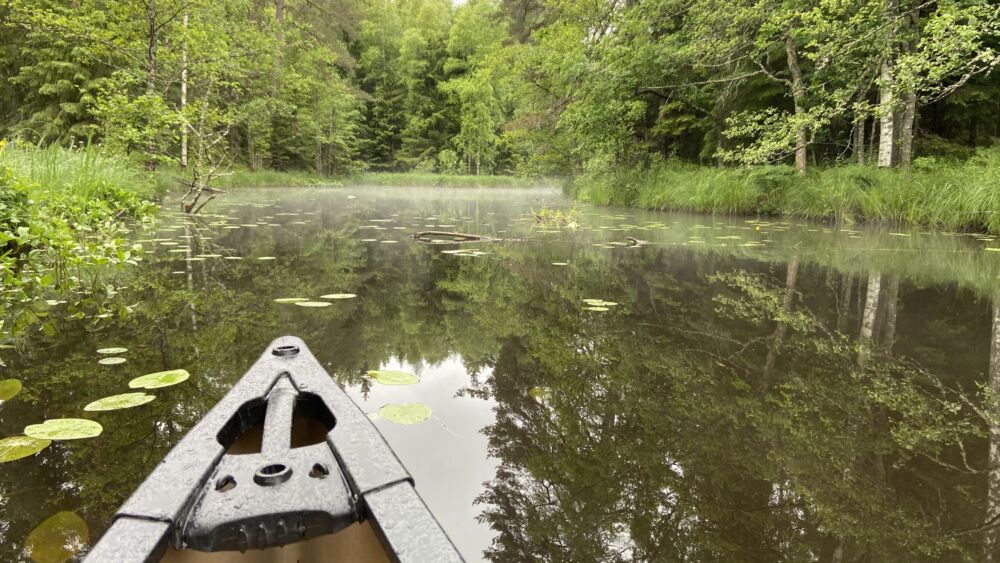 Fören på en kanot, en å och skog längs ån sidor.