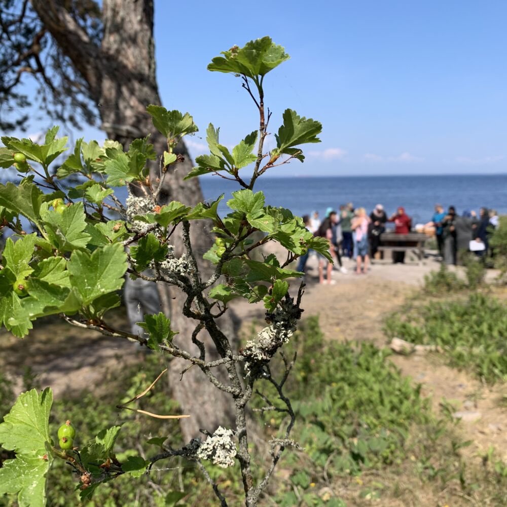 En grupp personer vid havet. I förgrunden grön buske.