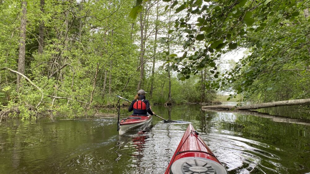 Paddlar i kanoter i en å.