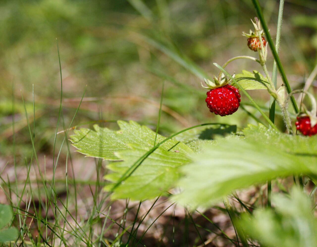 Smultronställe_ER_>