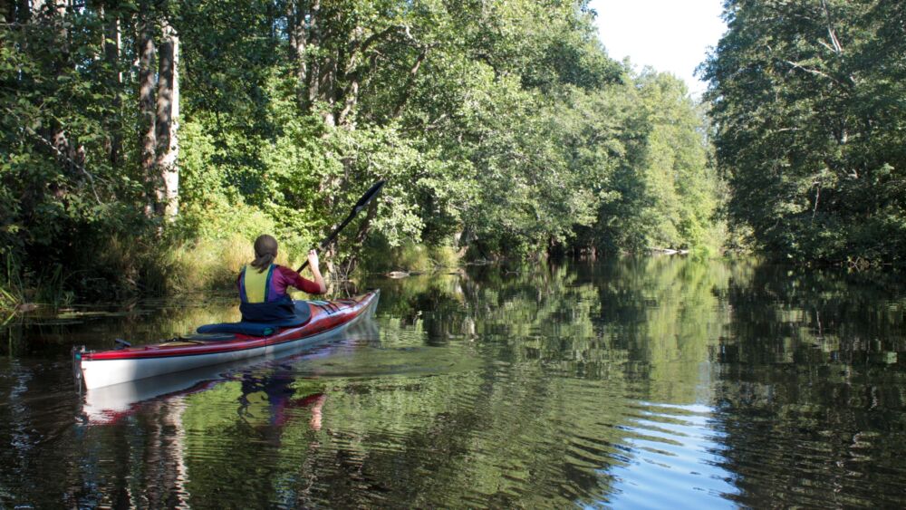 En person paddlar kanot i en å.