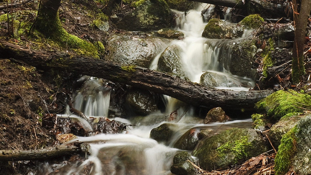 Ett liten skogsbäck där vattnet rinner fram över stenar och en trädstam som fallit ner i bäcken.