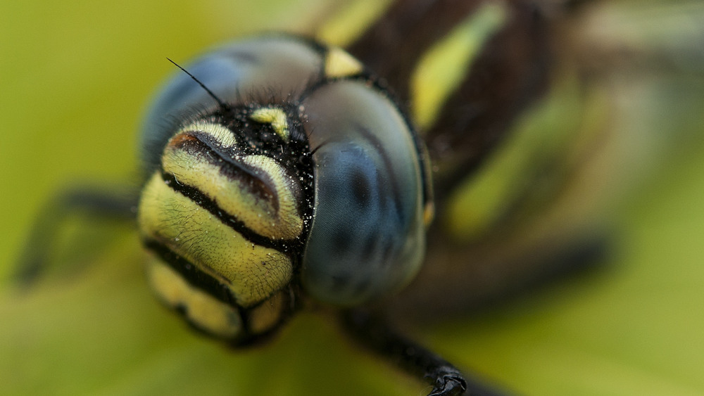 Närbild på huvudet och de stora ögonen på en trollslända.