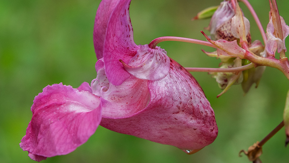 Närbild på en rosa blomma.