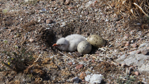Ägg o unge skräntärna MA