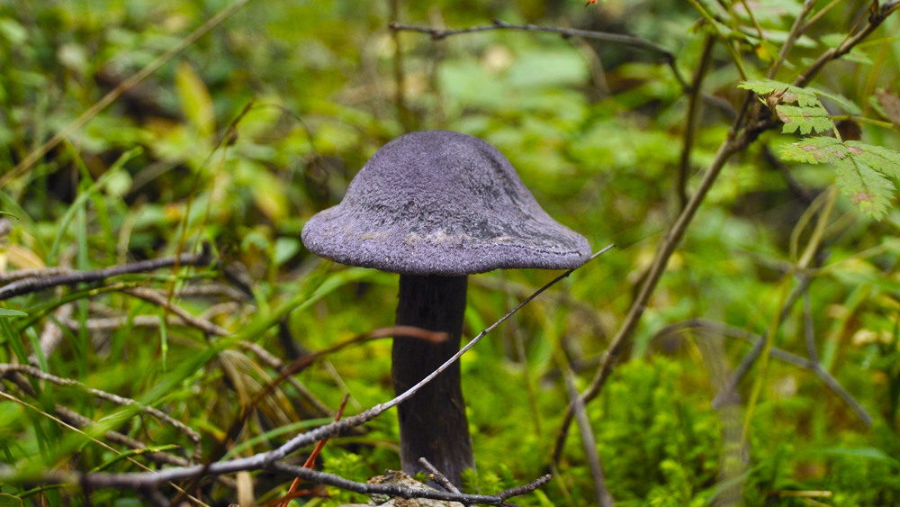 Närbild på en liten svamp med lila hatt som växer i mossan.