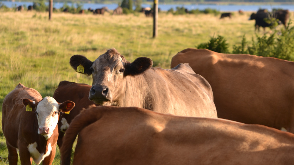 Fem bruna kor på en äng, två av korna tittar in i kameran.