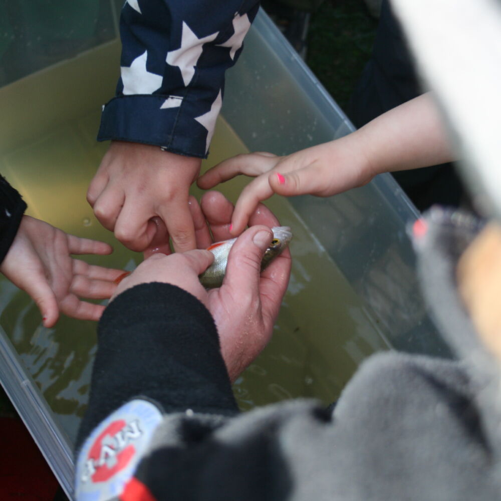 Barnhänder som håller i och känner på en liten fisk.