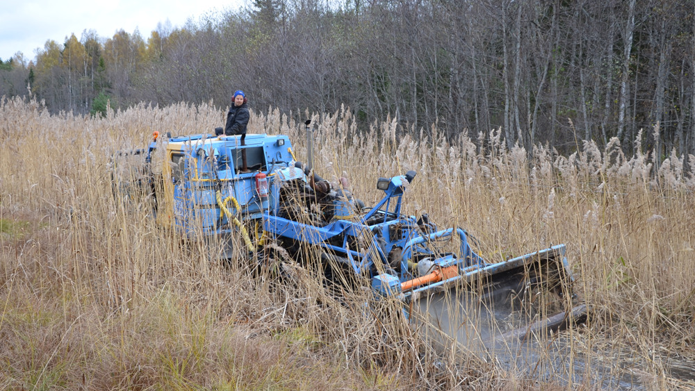 En stor blå maskin med något som liknar en skopa framtill står i en våtmark omgiven av hög vass. En man står på maskinen.