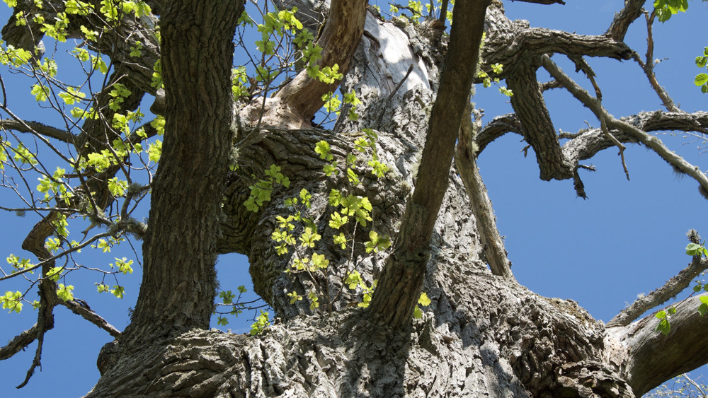 Närbild på en trädstam, trädet ser ut att vara gammalt. Några nyutslagna löv syns på grenarna.