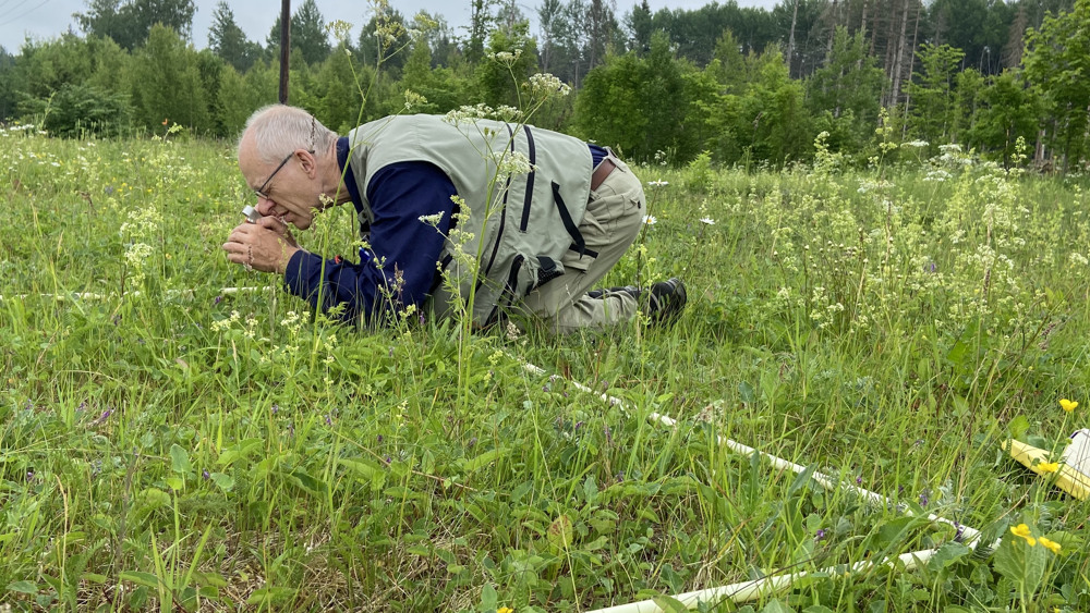 En man sitter på hu bland blommorna på en äng och tittar i en lupp.Framför honom på marken är en fyrkant markerad i gräset.