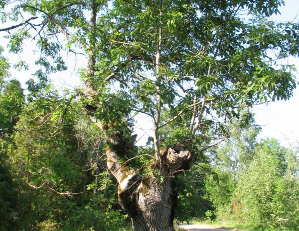 Hamlad_ask_Ormö_SO_