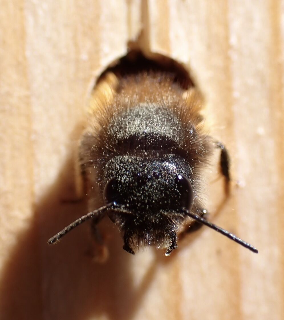 Ett bi påväg ut ur ett hål i trä.