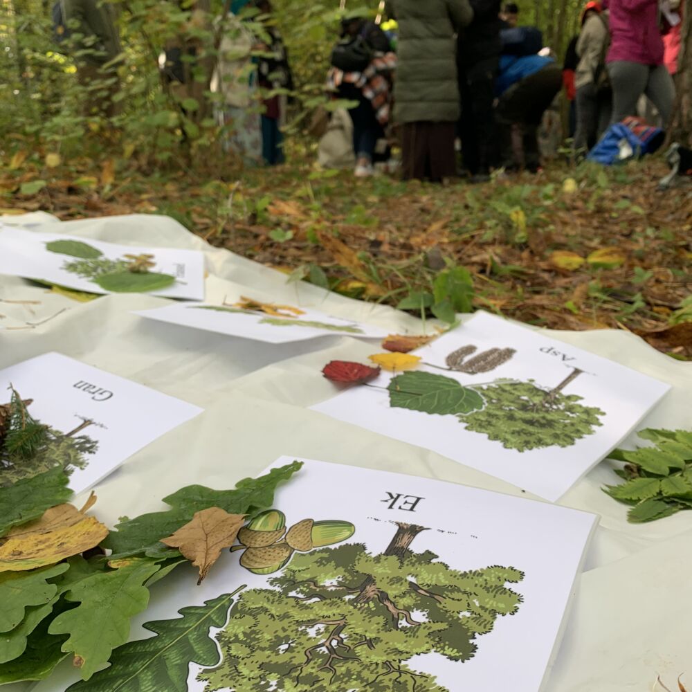 Närbild på bilder med träd som ligger på marken i en skog. I bakgrunden står en grupp människor.