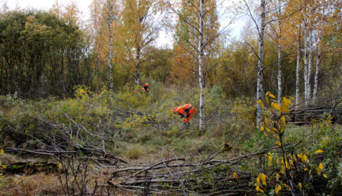En gles skog med björkar i höstfärger. Två personer i varselkläder arbetar i skogen.