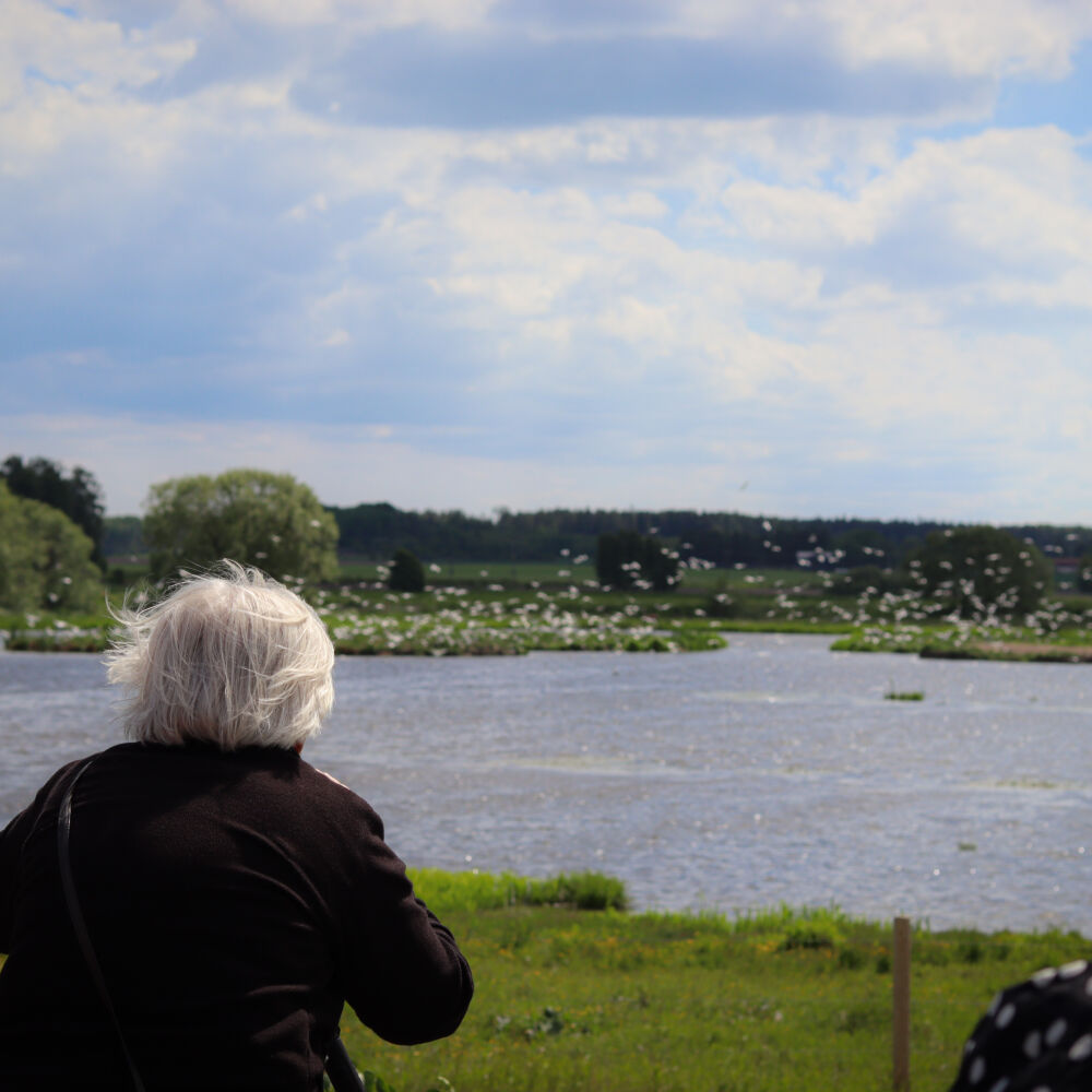 Kvinna med grått hår tittar ut över vatten med många fåglar.