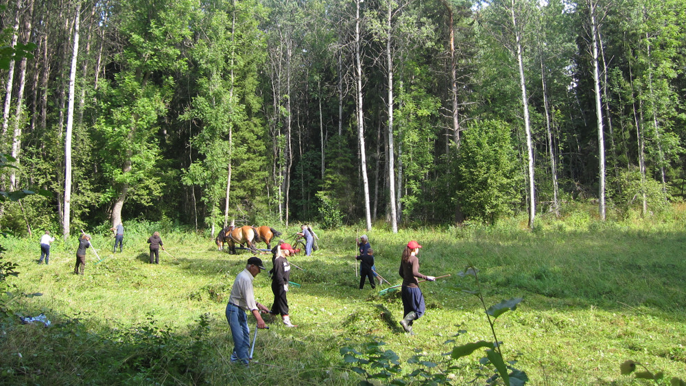 Flera personer går med likar och krattor på en äng. I bakgrunden syns en arbetshäst.