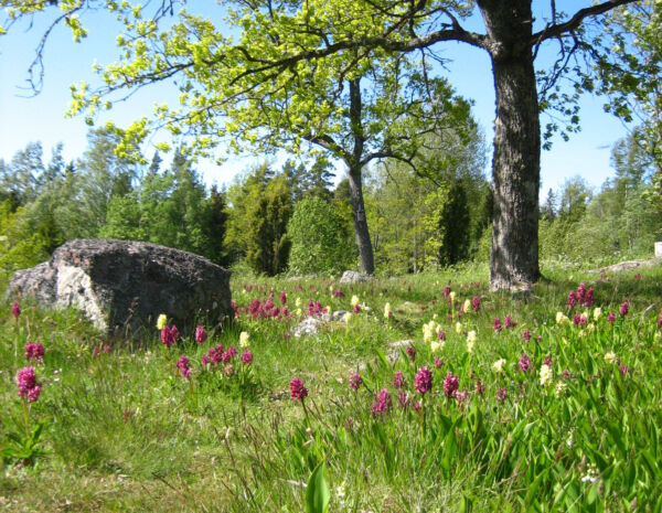 En äng med rosa och vita orkidéer. I bakgrunden syns en sten och ett träd. Färgerna på löven tyder på att det är vår.