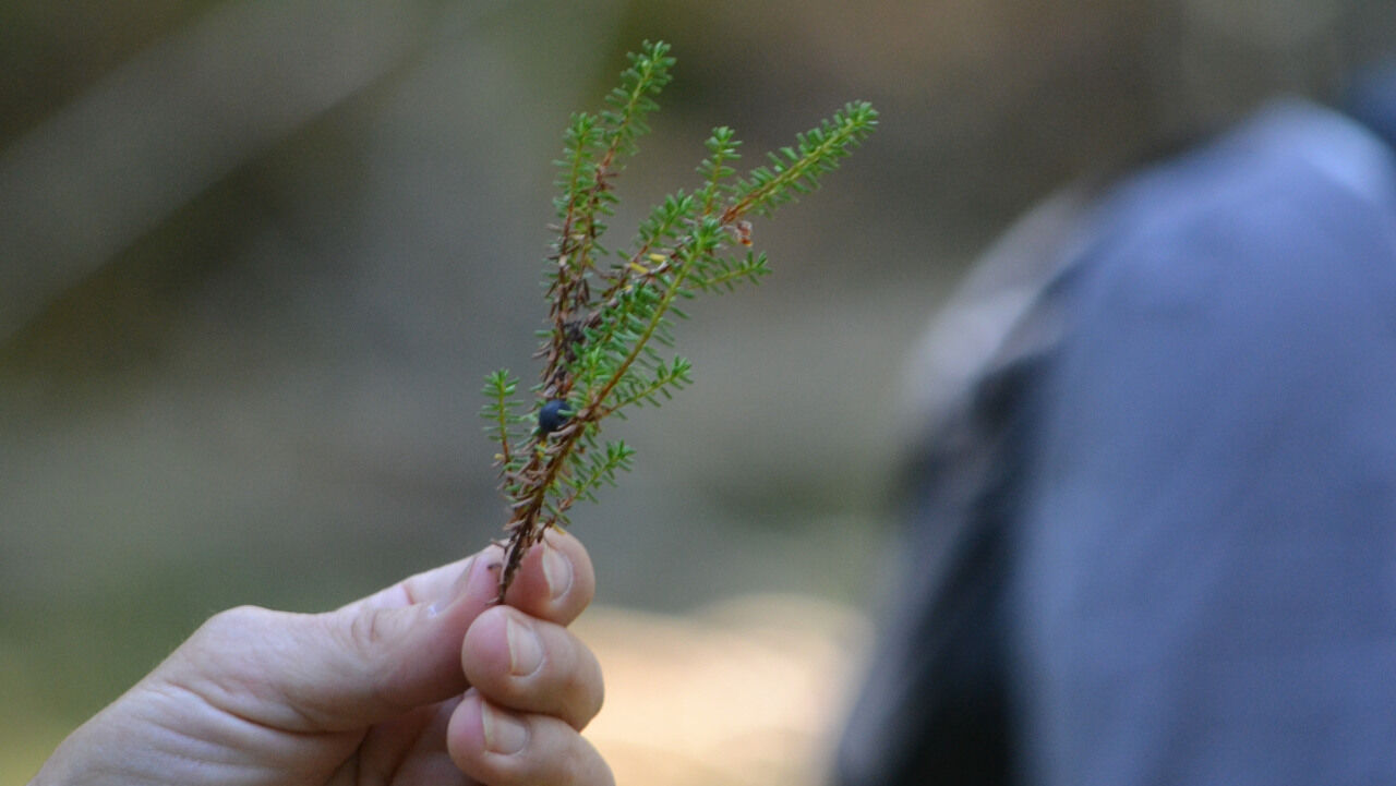 En hand håller i ljung>