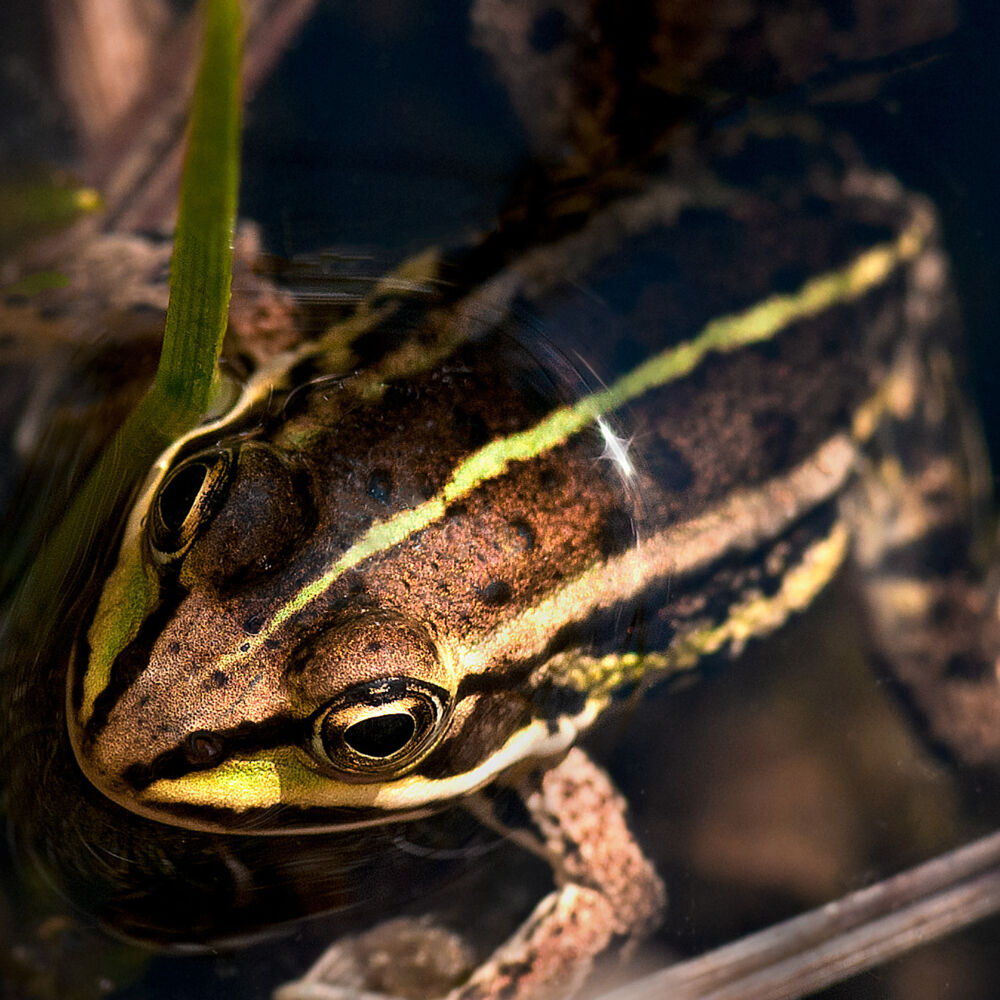 Närbild på en brun groda med gula ränder som sticker upp överkroppen ur vattnet.