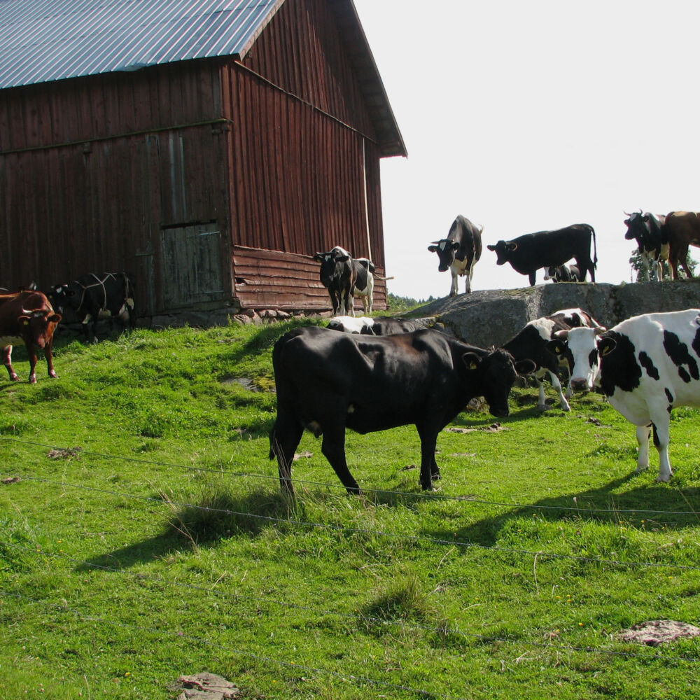 Flera kor står i en hage med grönt gräs. I bakgrunden syns en lada.