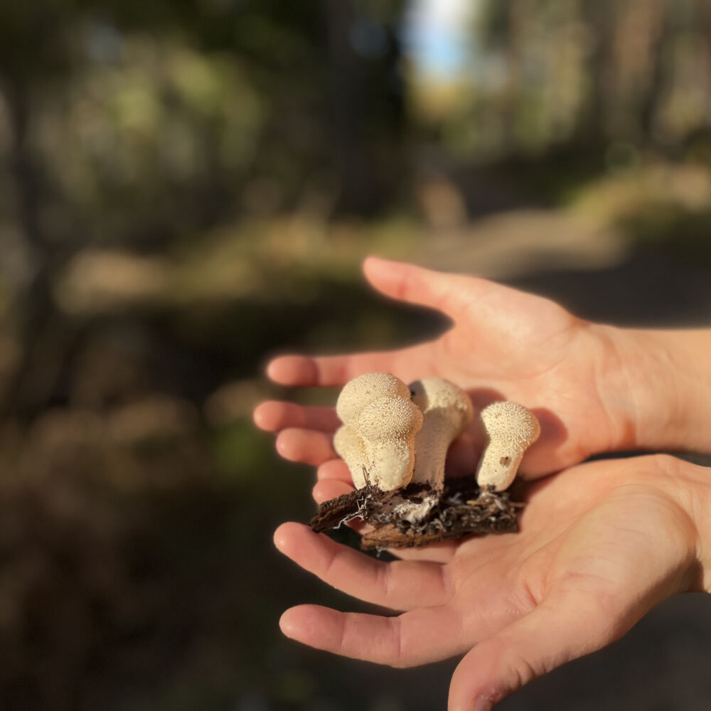 Närbild på två händer som håller i små vita, runda svampar