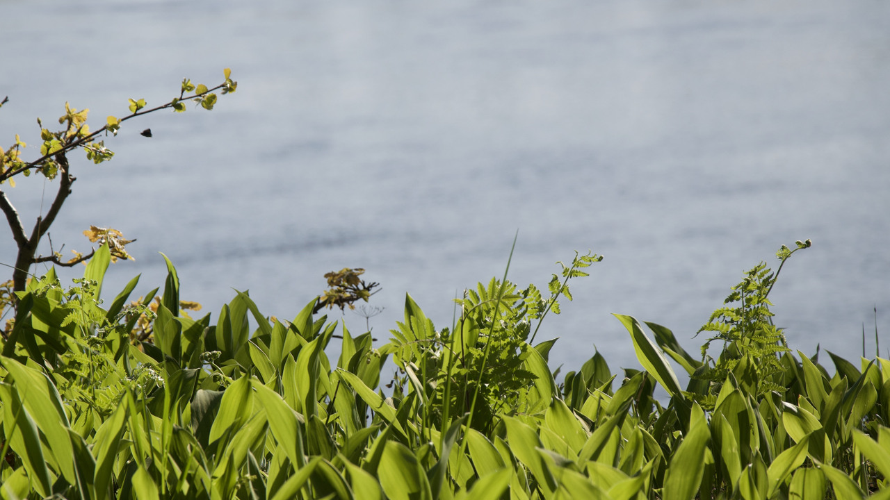 Gröna liljekonvaljblad i förgrunden och vatten i bakgrunden.>