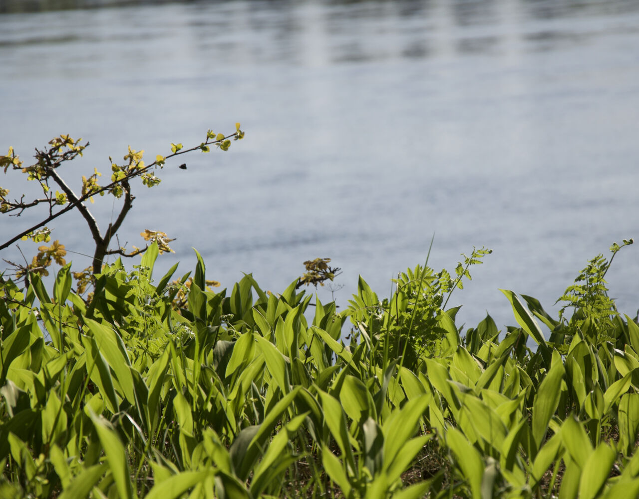 Gröna liljekonvaljblad i förgrunden och vatten i bakgrunden.>