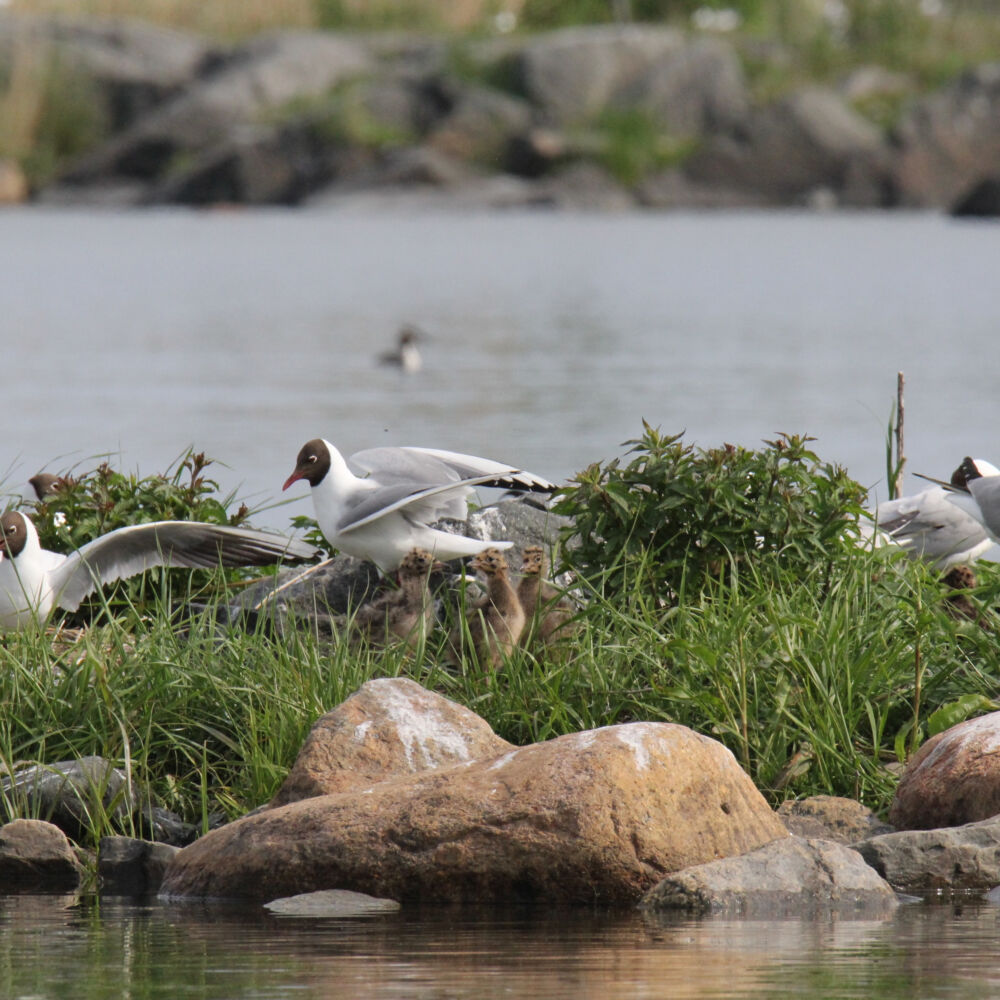 Grå måsfåglar med bruna huvuden, skrattmåsar, sitter på en liten gräsbevuxen ö.