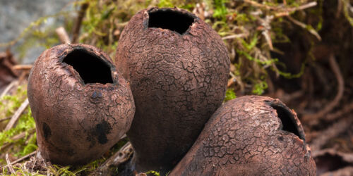 20070404b-rokpipsvamp-hasseldalarna.jpg