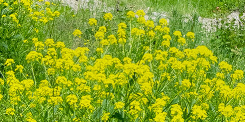 20220609b4-bekampning-ryssgubbe-torslundagropen-1800px.jpg