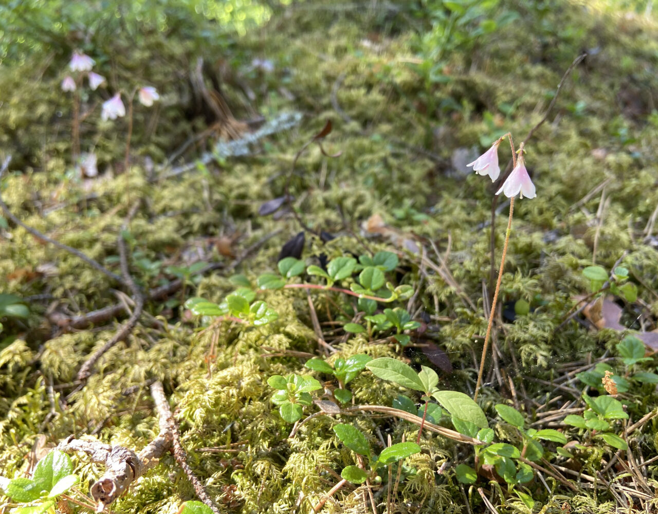 En liten blomma växer i mossa>