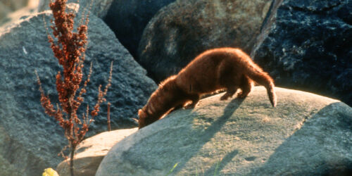 mink-ha-.jpg