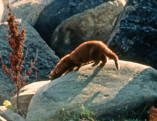 mink-ha-1-2.jpg