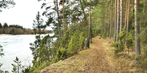 En stig går på en höjd längs ett vattendrag. Intill växer tallskog.
