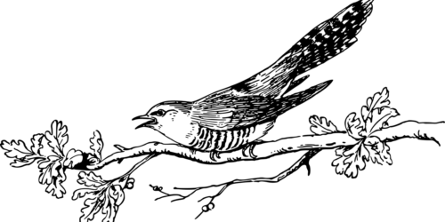 cuckoo-5310825_1280
