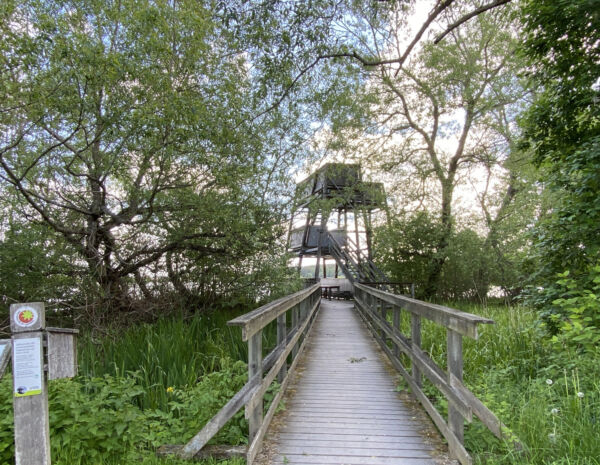 Fågeltorn i grönska