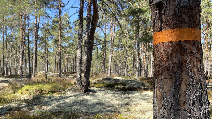 Ledmarkering på träd med hällmarkstallskog i bakgrunden.