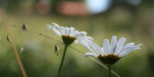 img-8595.jpg