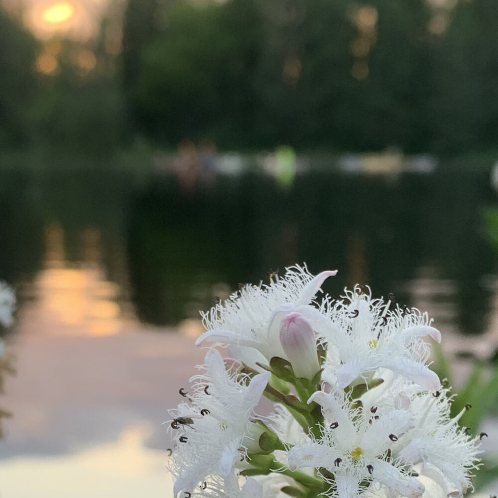 Vita blommor, vatten och solnedgång.