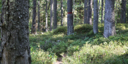 olaskifte-skog-sa-72.jpg