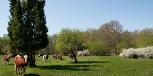 tedarons-nr-da-slanen-blommar-i-maj-gillis.jpg