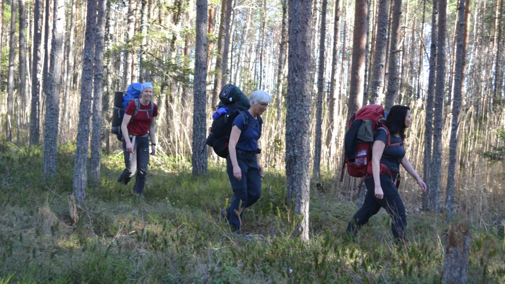 Tre kvinnor vandrar med stora ryggsäckar genom en skog.