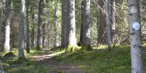 En stig i en skog.